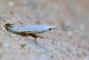 Coleophora sp.